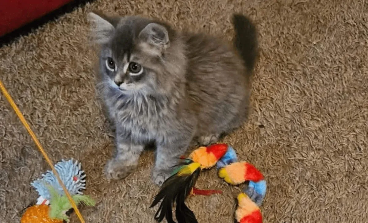 Castiel, il gattino: da cucciolo disperato a star di internet