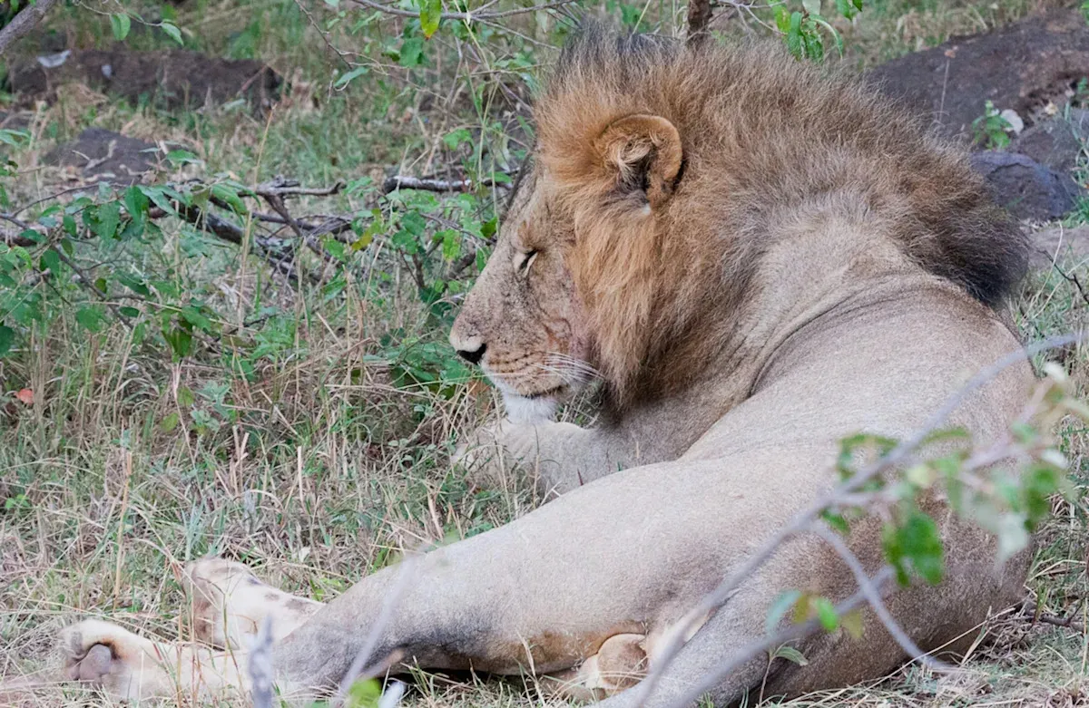 L'invasione delle formiche dalle grandi teste: un fenomeno ecologico devastante in Kenya