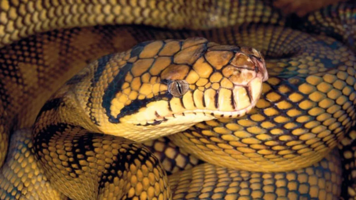 Incontro notturno con il gigante gentile d'Australia